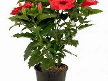 Növekvő hibiszkusz a hazai típusok, telepítése és gondozása rózsa fotó