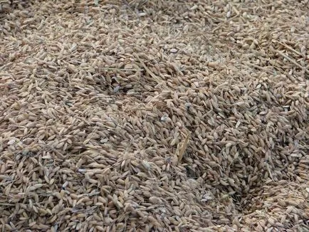 ricegrowing