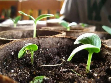 Növekvő uborka palánták