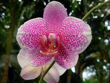 Növekvő orchideák otthon - nehézségek; titkait gondozásában egy orchidea ház, a transzplantáció (otthon) Növekvő orchideák otthon - nehézségek; titkait gondozásában egy orchidea ház, transzplantáció