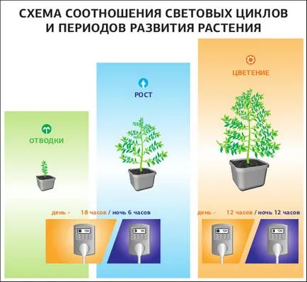 Kannabisz termesztésének otthon - a fényperiódussal