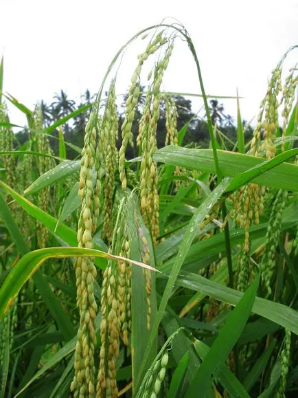 ricegrowing