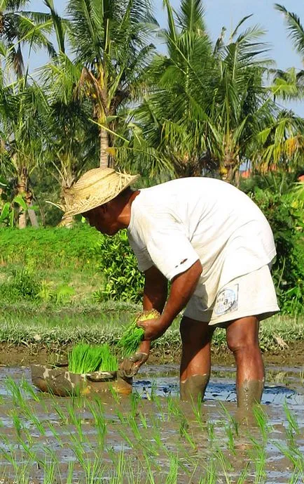 ricegrowing