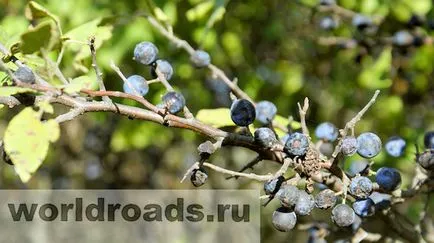 Keresve a kincseket egy ősi erődítmény, utak a világ (keresés) Keresve a kincseket egy ősi erődítmény, utak a világ