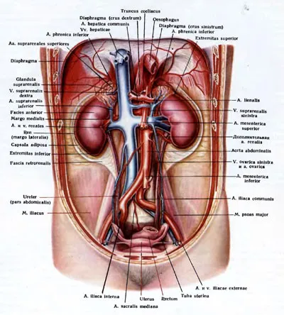 Retroperitoneum - orvostudomány