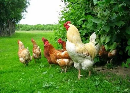 Egg csirke fajta magyarországi (rock) Egg csirke fajta magyarországi