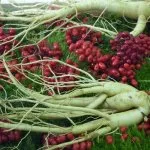 Ginseng hasznos tulajdonságokat és ellenjavallatok