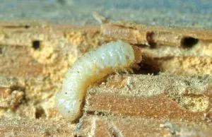 Beetle darálóban megszabadulni a hiba a ház vagy lakás, a fő módszerek