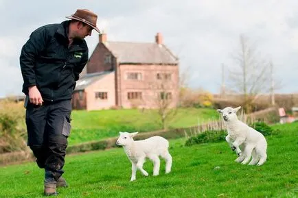 vadvilág