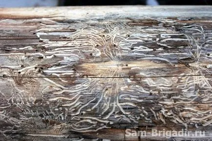 Beetle daráló a házban néz ki és hogyan lehet megszabadulni a (otthon) Beetle daráló a házban néz ki és hogyan lehet megszabadulni
