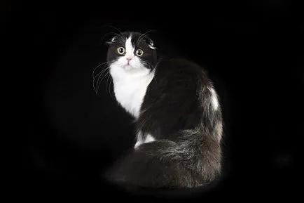 Magazine minden (cat) októberben 2016 egy barátja - portál a kedvtelésből tartott állatok szerelmeseinek