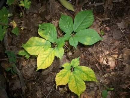 Ginseng hasznos tulajdonságokat és ellenjavallatok