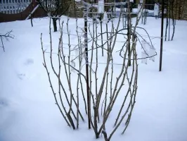 Mi a teendő a kertben tavasszal