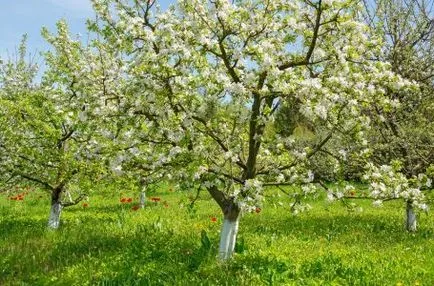 Mi a teendő a kertben tavasszal