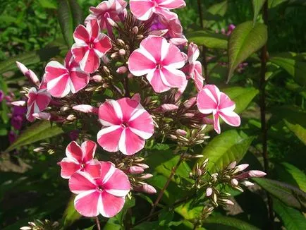 Mi a növény Phlox