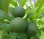 Mindent tud a beltéri citrom és termesztésének feltételei az otthoni (szoba Lemon + betegség citrom szoba + szoba citromot termő + egy cserepes citrom ellátás + hogyan kell gondoskodni egy cserepes citrom + vágás beltéri citrom + fajták beltéri citrom + szoba citrom csepp levelek + citrom beltéri növénybetegség ellátás + citrom + beltéri kártevők beltéri fajták citrom + citrom szoba fotó + műtrágya beltéri citrom + hogyan nőnek beltéri citrom +) Mindent tud a beltéri citrom és termesztésének feltételei az otthoni