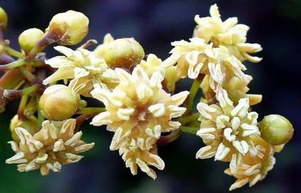 10 hihetetlen tanúvallomások az evolúció a földi élet