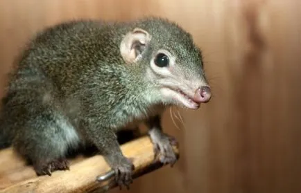 10 hihetetlen tanúvallomások az evolúció a földi élet