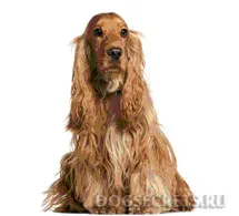 Angol cocker spániel fajta leírás, kutyák, természet fotók, az ár a kölykök, hogy hol vásárolnak (angol cocker spániel) Angol cocker spániel fajta leírás, kutyák, természet fotók, az ár a kölykök, hogy hol vásárolnak