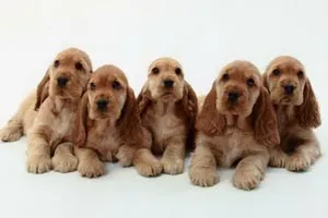 Angol cocker spániel fajta leírása