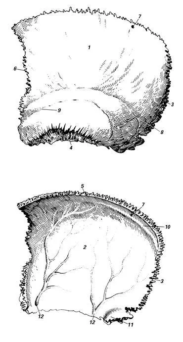 Anatomy of a falcsont
