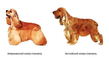 Angol cocker spániel Fajtajegyei, gondoskodás, tartalom