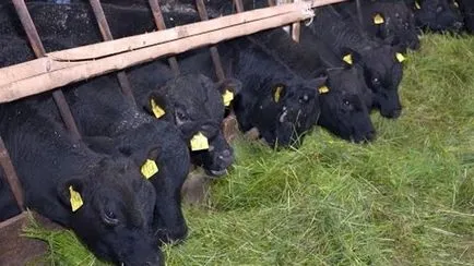 Aberdeen Angus fajta tehén - leírás termelékenység (tehén) Aberdeen-Angus tehén - bemutató, a termelékenység