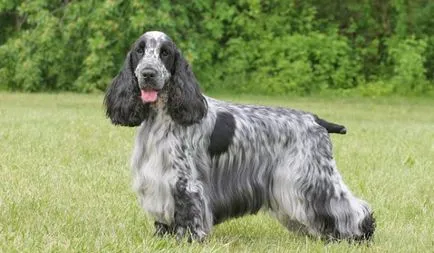 Angol cocker spániel leírás, a természet és a fajta jellemzői (leírás) Angol cocker spániel leírás, a természet és a fajta jellemzői