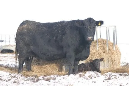 Aberdeen Angus fajta tehén - leírás termelékenység (gabonamagvak feed) Aberdeen-Angus tehén - bemutató, a termelékenység