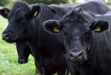 Aberdeen Angus tehenek és bikák fotó, leírás (tehén) Aberdeen Angus tehenek és bikák fotó, leírás