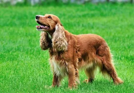 Angol cocker spániel leírás, a természet és a fajta jellemzői (karakter) Angol cocker spániel leírás, a természet és a fajta jellemzői