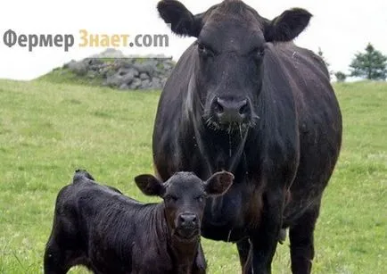 Aberdeen Angus fajta tehenek előnyei és jellemzői a tartalom (Aberdeen Angus szarvasmarha fajta bika tehén) Aberdeen-Angus tehenek érdemei és jellemzői a tartalom