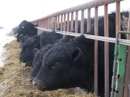 Aberdeen Angus fajta tehén - leírás termelékenység (tehén) Aberdeen-Angus tehén - bemutató, a termelékenység