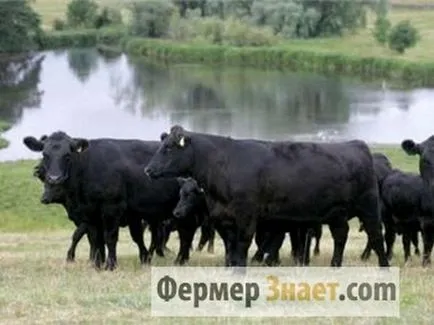 Aberdeen Angus szaporodnak tehenek előnyei és jellemzői a tartalom (különösen) Aberdeen-Angus tehenek érdemei és jellemzői a tartalom