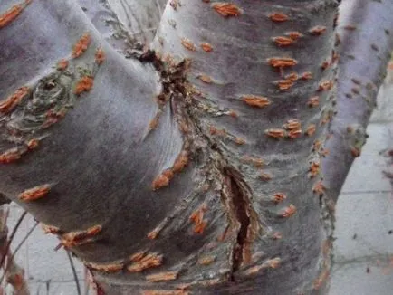 9 betegségek cherry cherry levélfoltosság, klasterosporioz, antraknózis, és más moniliosis
