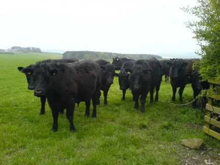 Aberdeen Angus tehenek és bikák fotó, leírás (description) Aberdeen Angus tehenek és bikák fotó, leírás