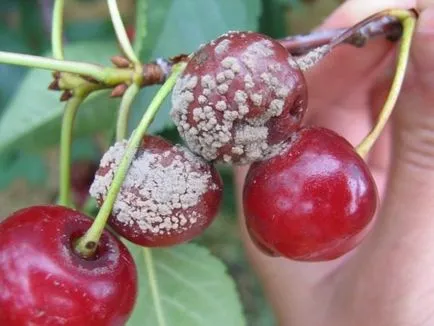 9 betegségek cherry cherry levélfoltosság, klasterosporioz, antraknózis, és más moniliosis