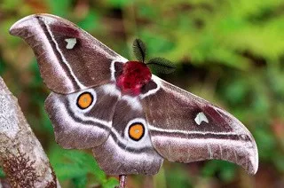 Butterfly Tények és adatok