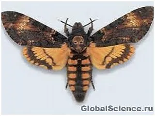 Butterfly, mely képes beszélni (halott fej) Butterfly, mely képes beszélni