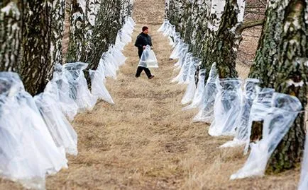 Birch sap előnyei és hátrányai, javallatok és ellenjavallatok, előírások (contra) Birch sap előnyei és hátrányai, javallatok és ellenjavallatok, receptek