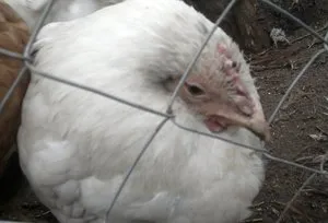 Betegségei a tojótyúkok és azok kezelésére, a betegség tüneteit és a kezelés a csirkék, tyúkok kezelt szemek