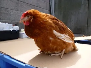 Betegségei a tojótyúkok és azok kezelésére, a betegség tüneteit és a kezelés a csirkék, tyúkok kezelt szemek
