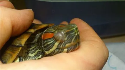 Betegségek krasnouhih teknősök tünetek és betegségek kezelésében (betegségek) Betegségek krasnouhih teknősök tünetek és a kezelés