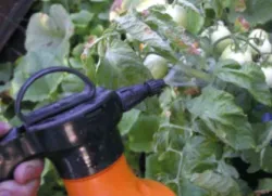 A spray paradicsom betegség