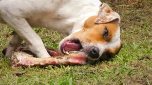 Mi a takarmány egy Jack Russell terrier választás a takarmányok és élelmiszerek