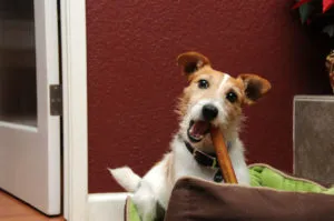 Mi a takarmány egy Jack Russell terrier választás a takarmányok és élelmiszerek