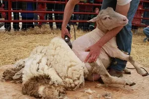 Mit és hogyan nyíró juhok ollók juh, használati szabályokat birkanyíráshoz (olló) Mit és hogyan nyíró juhok ollók juh, különösen a használata szabályainak birkanyírás