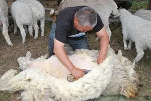 Mit és hogyan nyíró juhok ollók juh, használati szabályokat birkanyíráshoz (juh) Mit és hogyan nyíró juhok ollók juh, különösen a használata szabályainak birkanyírás