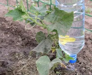 Mit és hogyan lehet a legjobban, hogy a víz az uborka ajánlások