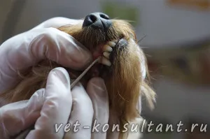 Tisztítás fogkő a kutyák és macskák (tisztítás, fogkő) Tisztítás fogkő a kutyák és macskák